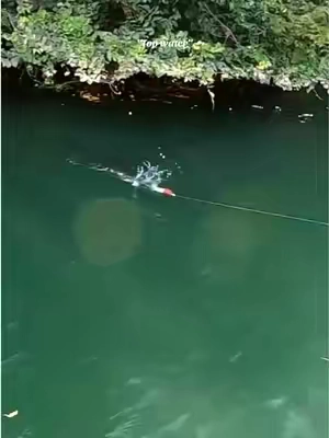 This fish is extremely aggressive🐟🤯#fishing #whopperplopper #topwater #lures #fyp 