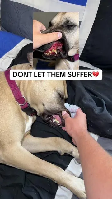 My dog is so important to me and I just want her to be in good health❤️ #fyp #viral #dog #doghealth #fingerwipes 