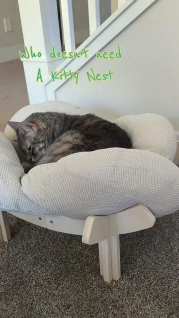 Bristol, the Tabby cat who hates all things “Cat” thinks this new flower nest bed she got in the mail today is the bees knees. Archie hasn’t gotten a shot at it but we’ll check back in when he does 😹😹  #catbed #cathammock #catnest #sleepykitty #catsoftiktok 