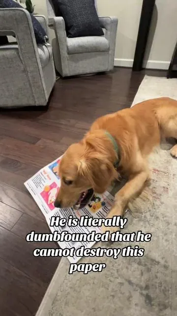 This is literally the cutest video. Watch it to the end and watch his face when he realizes he cannot destroy this paper.  I think this is my new favorite toy for him. Get one today. Your dog will love it. ##lifemoments##dogtok##funnydog