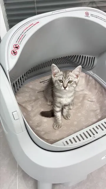 Low-quality automatic litter boxes often trap cat paws, making your pet scared and hurt. PetPivot is equipped with high-sensitivity anti-pinch sensors. It pauses immediately once it detects cats nearby. Safety is fully guaranteed for kittens, adult cats and senior cats.#superbrandday #DealsforYouDays #SummerWins #summeressentials#PetPivot