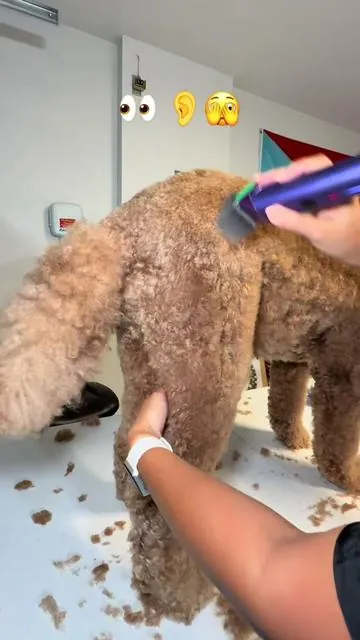 @Fuzzyfix Direct NOVA Professional Dog Grooming Clippers “DealsForYouDays” 💜✂️ Cordless Rechargeable Pet Grooming Kit with 5-in-1 Adjustable Blade, 2-Speed Dog Hair Trimmer and Metal Guide Combs for Dogs Cats Horses 💜✂️ #SummerWins  #DealsForYouDays  #DogGrooming #DogClippers #PetGrooming 