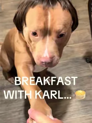 He wanted to speak to a manager… #fyp #karl #dogwig #tiktokshop 