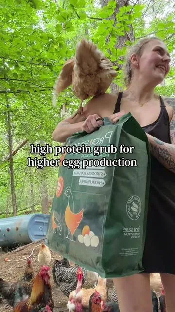 my arm all scratched up because these ladies IMPATIENT #crazychickenlady #chickensoftiktok #chickencoop #dealsforyoudays #tiktokshop 
