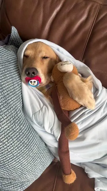 Me encanta esta nueva manta que mantiene fríos ❄️ a los perritos en estos días tan calurosos 🔥 #goldenretriever #doglife #goldenretrieversoftiktok #dogsofttiktok 