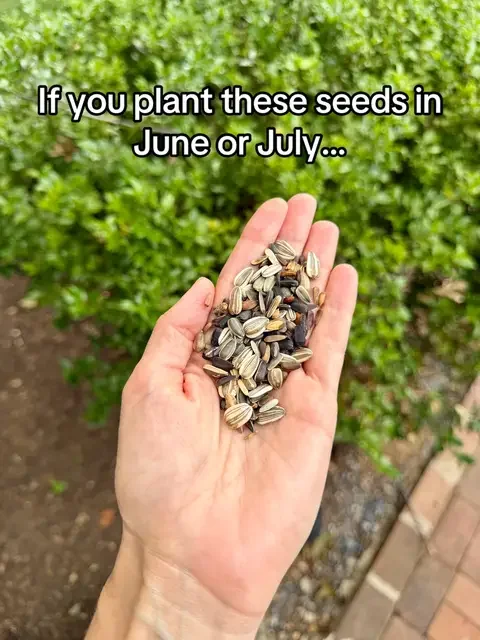 … and you’ll have a huge sunflower field in September! This packet comes with 1,500 sunflower seeds 🌻 