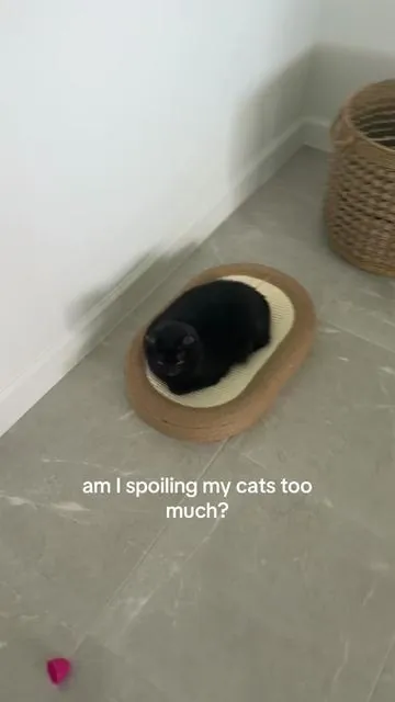 I swear they get more things than me! #coolcatstuff #scratchmat 