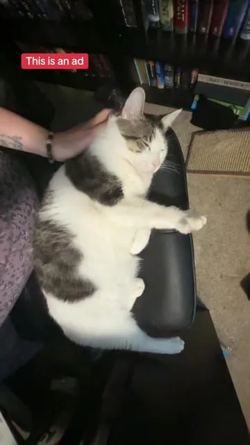 I will forever recommend this chair to anyone who works from home because it’s perfect for cat snuggles or all the random positions I sit in during the day 😂 #workfromhome #booktoker #cattok #tiktokshop 