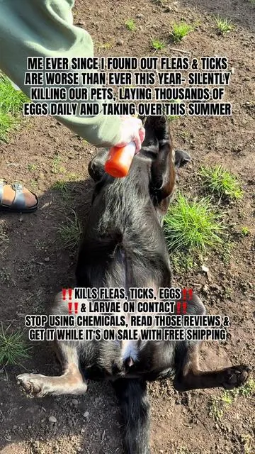 In @Zesty Paws we trust #fleaandtickprevention #fleas #fleasandticks #dealsforyoudays #tiktokshopcreatorpicks 