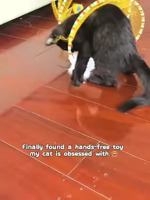 #cat #petlovers #cattoys #SummerVibes #DealsForYouDays 