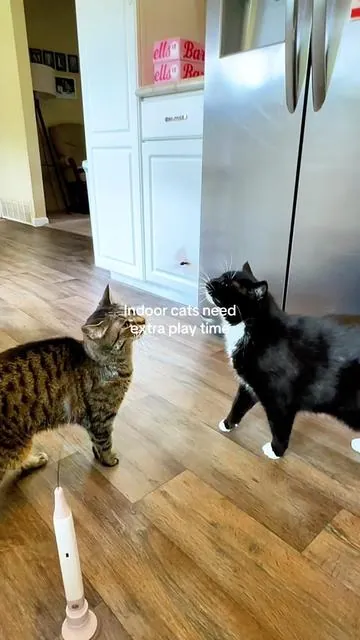 I didn’t think my cat could get *more* obsessed with toys, but this butterfly cat wand proved me wrong. 😂 The way it spins and shakes is like cat TV—my cat is glued to it.  It’s honestly such a fun way to add a little cat enrichment to their day. I love that it has two play modes, so I can switch it up depending on their mood. Plus, the suction cup makes it perfect for self-play when I’m busy, but the detachable wand is my favorite for interactive play. 🦋  Watching my cats playing with this is my new favorite thing. Who knew a little spinning butterfly could bring so much joy?! 😍  #CatToys #CatEnrichment #CatsPlaying #potaroma #catsoftiktok