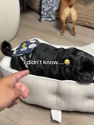 Your sign to get a cooling bed #dogbed #coolingbed #dogmom #dogs #dealsforyoudays 