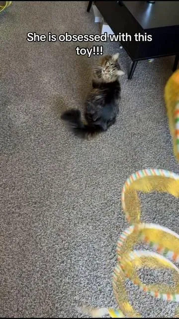 Cat is obsessed with this toy!!! #cat #catsoftiktok #cattok #fyp 
