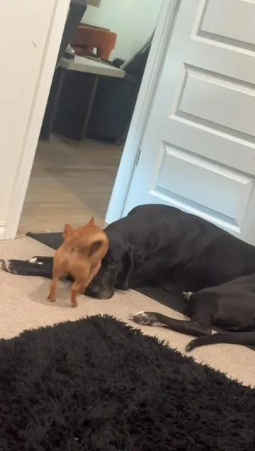 😂☠️ #chihuahuastiktok #greatdane #dogs #doingtoomuch #fyp 