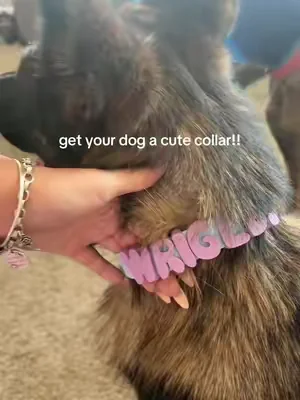 #dog #pet #collar 