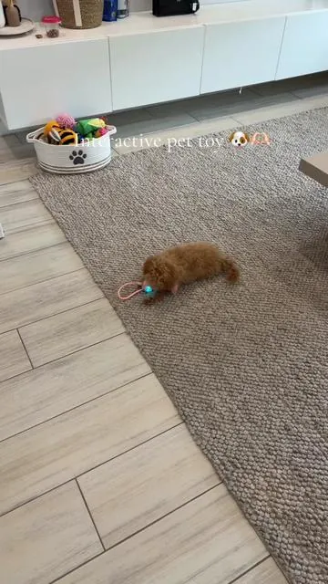 Interactive toy for your pets, perfect for puppies or cats #puppymusthaves #petmusthaves #PetsOfTikTok #petthings #puppyplaytime 