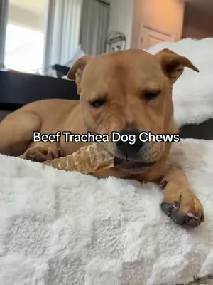 She loooooves her trachea chews 👌🏼🤣 #dogchews #dogsoftiktok #dogmom #dealsforyoudays #tiktokshopcreatorpicks 