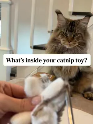 If you have cats you have to try these catnip toys!  #catsoftiktok #cattoys #catnip #mainecoon #catmom 