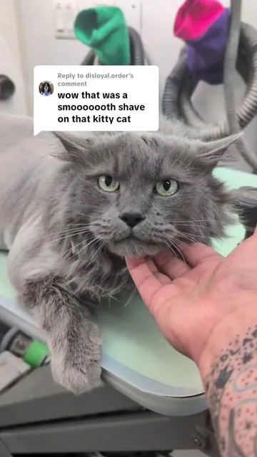 Replying to @disloyal.order a smooth cat shave is so satisfying! #ad#fuzzyfix#catshave#catgrooming#fypシ 
