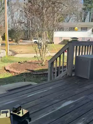 #BackyardLife #WildlifeWatching #OutdoorLiving #GardenTok #BirdFeeder 