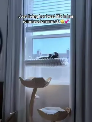 Can’t even get up to chase that fly 😩🤣 #catsoftiktok #catpeople #catmom #dealsforyoudays #tiktokshopcreatorpicks 