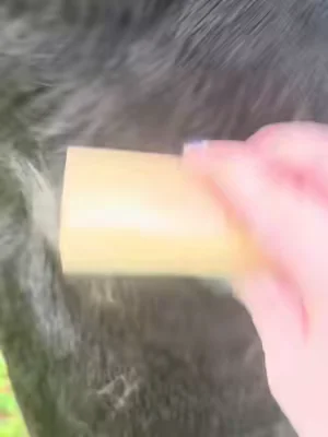 #Shedding #DogsOfTikTok #Summer #Hair #DealsForYouDays 