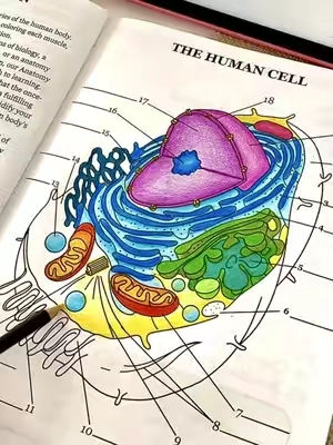 Coloring a Human Cell 🧬🎨#anatomy #humananatomy #anatomyandphysiology #coloring #coloringbooks
