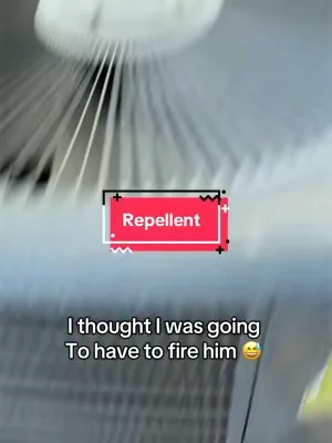 Nobody likes those little critters in their homes😅 #bugrepellent#bugs#repellentspra#pepermintoil  