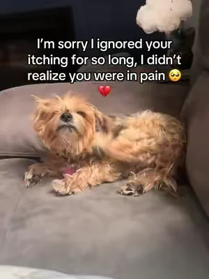 This turkey tail powder really helped my baby with her itchy skin #dogitching #dogitchyskin #doggutsupport #dogguthealth #turkeytailfordogs 