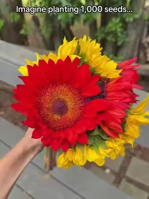 1000 sunflower seeds, 8 varieties. Plant these seeds in summer for early fall blooms! 