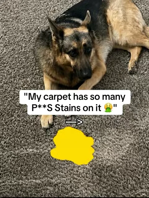#carpetstainremover #carpetstains #cleaningtok 