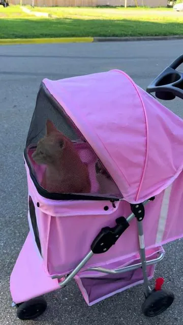 After dinner walks >>>> 🌅 #cats #catsoftiktok #catlover #cattok #petsoftiktok 