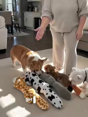 Bo couldn't wait to get their paws on these! * These no-stuffing dog toys come in a pack of five🐶🐶#dogtoks #dogmum #dogstiktok #petproducts #tiktokshopusa 