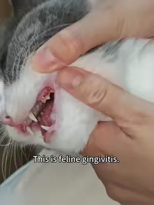 #catsoftiktok #DealsForYouDays #catlover #catnip #cattoys 