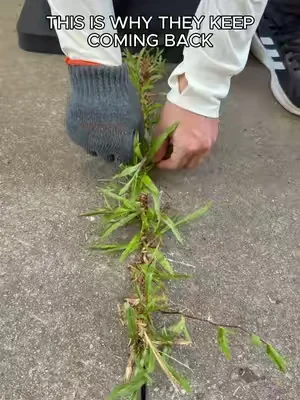 All-in-One Weeding Warrior! Tame your garden with ease. 🌿🛠️50% Off Limited Stock! Shop Now ❤️#GardeningHack #WeedingTool #MustHaveGadget #dealsforyoudays #SummerWins