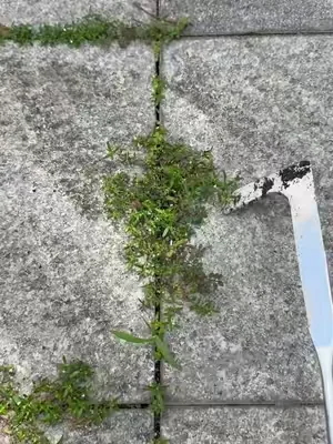 Do you still use butter knife and screwdriver for this type grass in crevice? #magictools#concretecrevicetool#drivewaycracksgrass#DealsforYouDays #summerwins