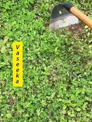 #Trending #summervibes#gardening tools#Multi-Purpose 26cm 7-Shaped Garden Hoe: Cultivate, Weed & Dig All in One Tool