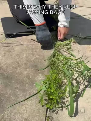 All-in-One Weeding Warrior! Tame your garden with ease. 🌿🛠️50% Off Limited Stock! Shop Now ❤️#GardeningHack #WeedingTool #MustHaveGadget #dealsforyoudays #SummerWins