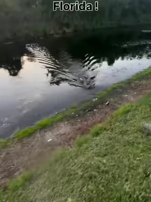 Bro must’ve wanted the gator to get him 😂 #florida #fishing #gator 