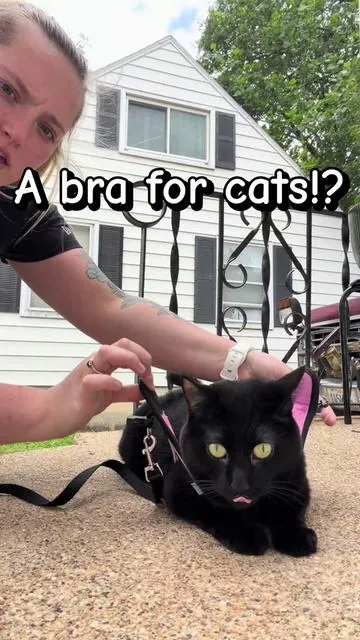 She literally stands at the door yelling at me to take her outside now🫣 #catsoftiktok #creatorsearchinsights #tiktokshop #cat #viralvideo 