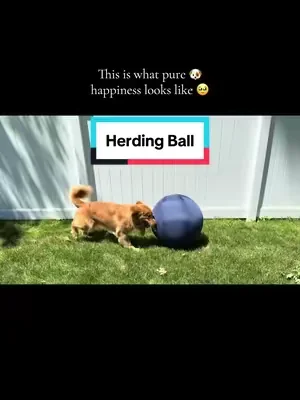 Love seeing him so happy playing with his ball 🥹 #dogs #dogball #herdingball #dealsforyoudays #dogmusthaves 
