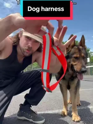 He hasn’t pulled since #dog #dogsoftiktok #dogs 
