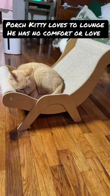 Your cats will love to not only nap in this lounger,  but scratch it up! #catlife #catscratcher #catlover #dealsforyoudays #SummerVibes 