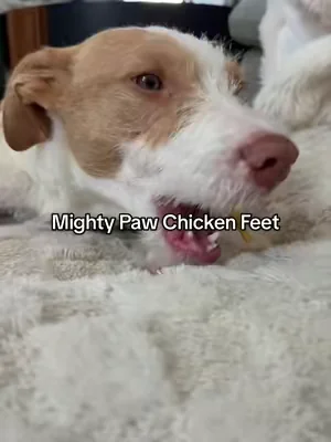 My dogs LOVE them 👌🏼 #chickenfeet #dogtreats #dogchews #dealsforyoudays #tiktokshopcreatorpicks 