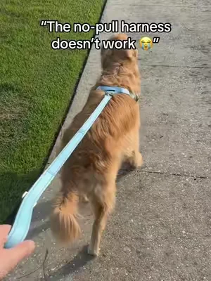 Here’s how to use the d-ring from dogfriendly co! #tiktokshopcreatorpicks #dogs #dogsoftiktok #dealsforyoudays #puppy 