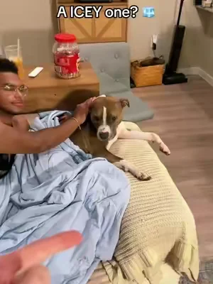Ice blanket for dogs and us 🧊