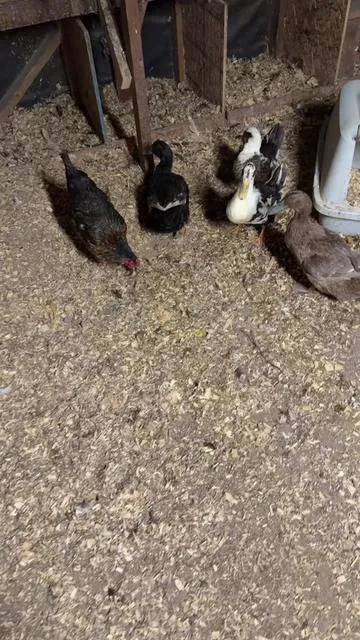 it smells like a peppermint candy tbh #chickencoop #chickennecessities #dealsforyoudays 