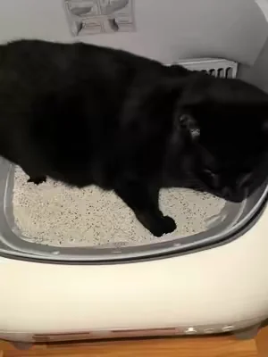 Now I don’t have to worry about safety! @FUMOI #catlitterbox #summeressentials #DealsForYouDays #petlover #catsoftiktok 