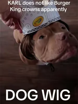 Maybe they got his order wrong or something… 🤣 #funny #dog #dogsoftiktok #funnyvideo #tiktokshop 