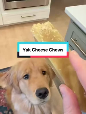 The perfect indoor enrichment activity @Mighty Paw #dogchews #dogenrichment #dogs #yakcheese #yakchews 